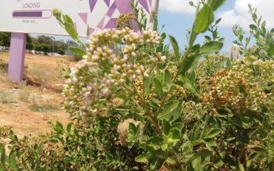تسجيل نبات البرنوف ضمن النباتات الطبيعية في ليبيا لأول مرة