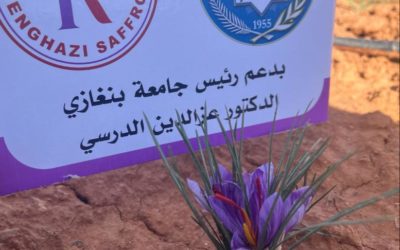 انتاج الزعفران يبدأ في جامعة بنغازي بمبادرة المهندس كمال البرجي وبدعم رئيس الجامعة ا.د عز الدين الدرسي