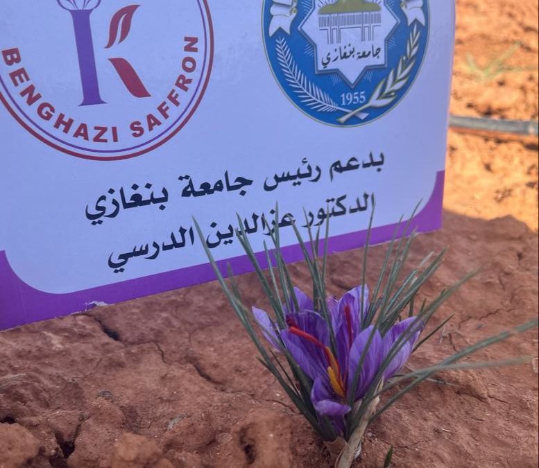 انتاج الزعفران يبدأ في جامعة بنغازي بمبادرة المهندس كمال البرجي وبدعم رئيس الجامعة ا.د عز الدين الدرسي